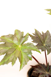 Begonia heracleifolia var. nigricans